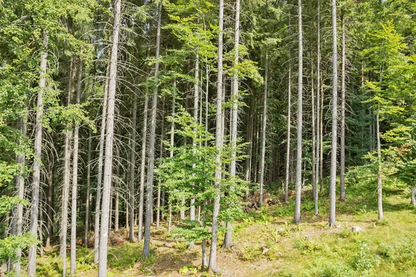 Pine forest — Stock Photo, Image