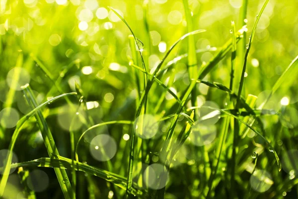 Grass — Stock Photo, Image