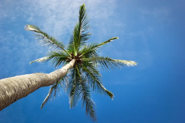 Palm — Stock Photo, Image