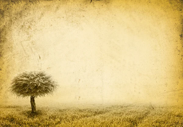 Tree in the field — Stock Photo, Image