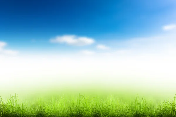 Gras — Stockfoto