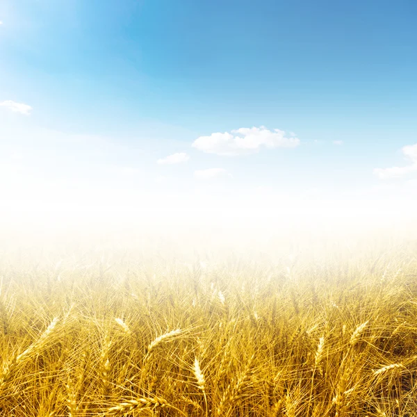 Campo de trigo amarillo bonito cielo azul y luz solar —  Fotos de Stock