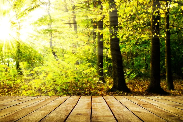 Luce del sole nella foresta autunnale e pavimento in assi di legno — Foto Stock