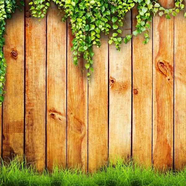 Hierba verde y planta de hojas sobre fondo de valla de madera —  Fotos de Stock