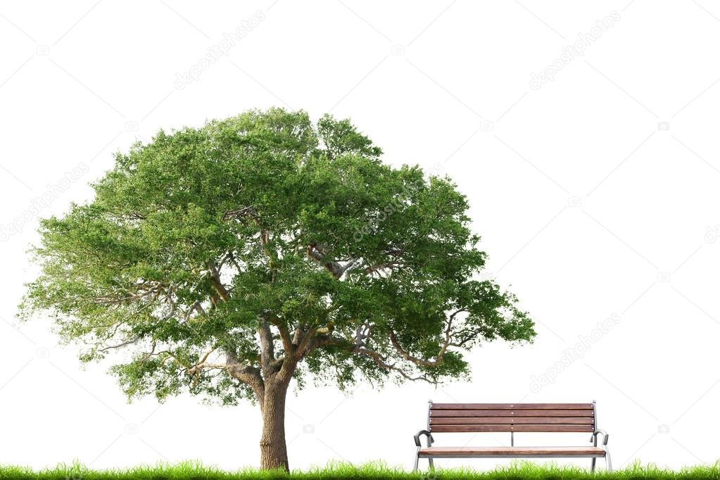 Bench with green grass and tree