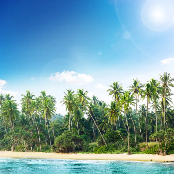 Praia tropical com palmeiras — Fotografia de Stock