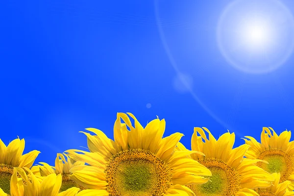 Abstract background with sunflowers — Stock Photo, Image