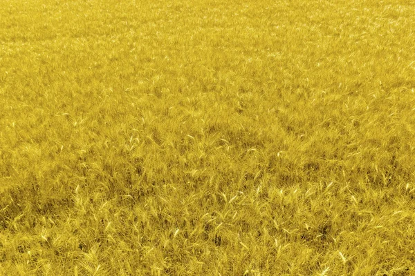 Крупный план поля желтой пшеницы — стоковое фото
