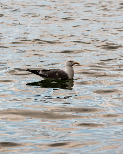 Seagulls Floating Water Vertical Photo — Stock Photo, Image