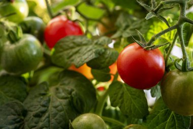 Evde yetişen olgun domates dalıyla.