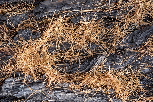 Background Bark Old Larch Tree Yellow Needles Horizontally — Stock Photo, Image