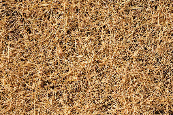 Фон желтой лиственницы иглы, горизонтально