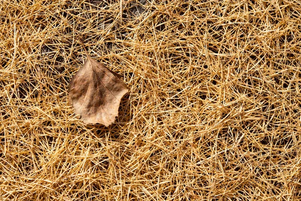 Dry Leaf Tree Yellow Background Fallen Larch Needles Horizontally — Stock Photo, Image