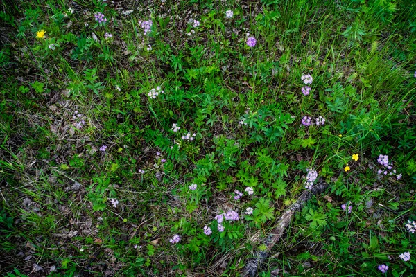 Duvar kâğıdı arka planda çiçek açan yeşil çimenler üzerinde kır çiçekleri, yatay