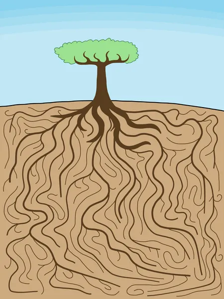 Tree roots — Stock Vector