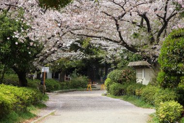 Tokyo kiraz çiçeği
