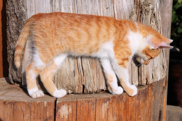 Röd kattunge — Stockfoto