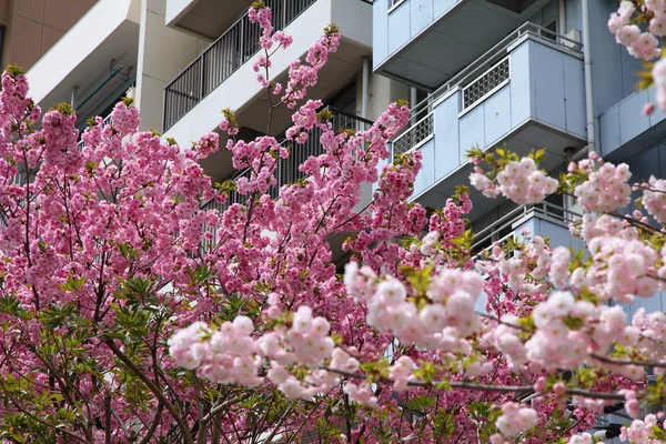 Sakura in Tokio — Stockfoto