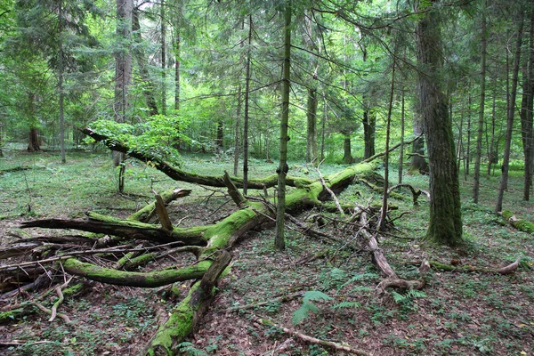 Bialowieza - floresta primitiva — Fotografia de Stock