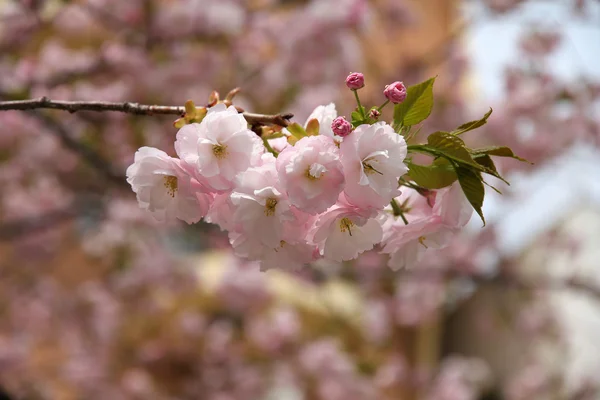 Flor de cerezo — Foto de Stock