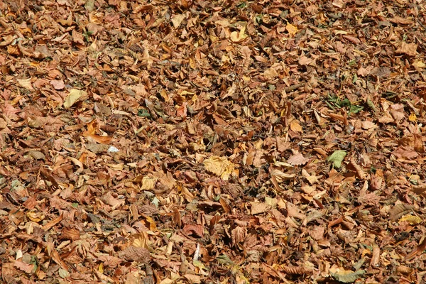 Follaje de otoño — Foto de Stock