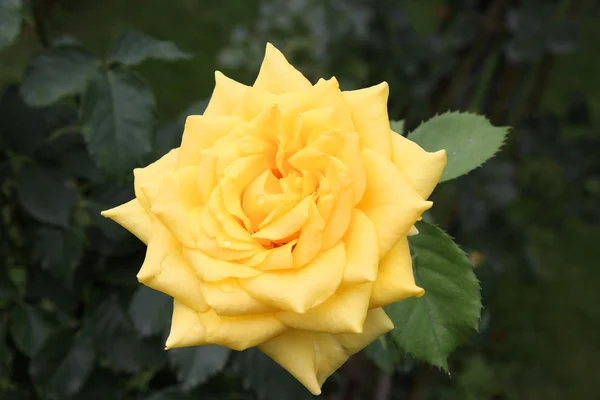 Odmianę róży - diana — Zdjęcie stockowe