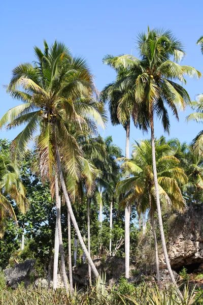 Cuba nature — Stock Photo, Image