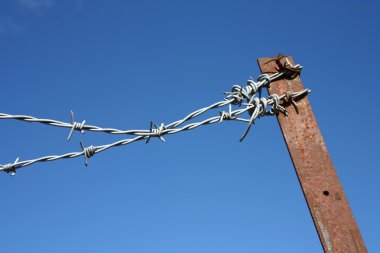 Champ de maïs à la récolte