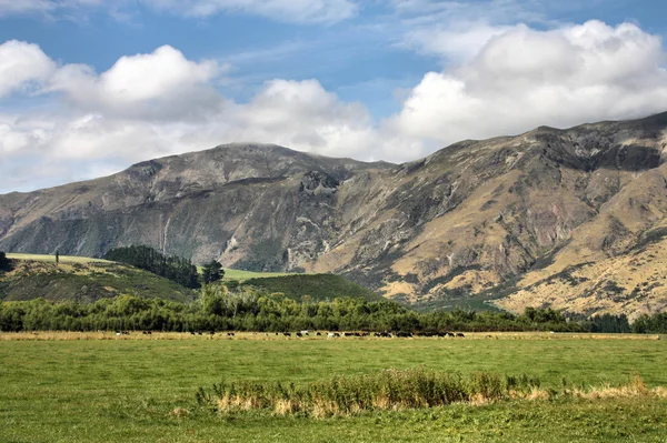 Nueva Zelanda — Foto de Stock