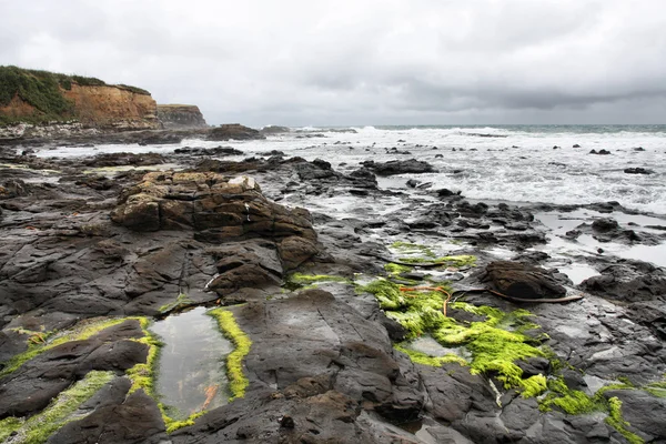 Nueva Zelanda - Curio Bay — Foto de Stock