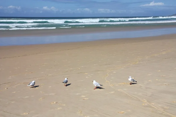Пляж в Австралії — стокове фото
