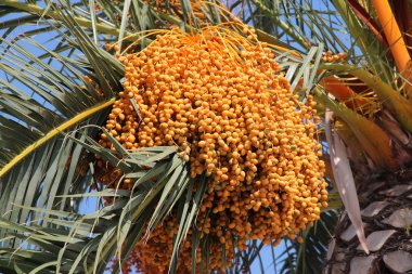 Hurma (Phoenix dactylifera)