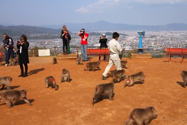 maymun arashiyama, kyoto Parkı