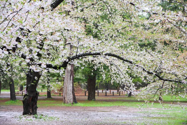 Japão flor de cereja — Fotografia de Stock