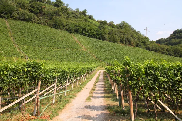 Italië wijngaard — Stockfoto