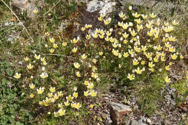 Saxifraga — Stok fotoğraf