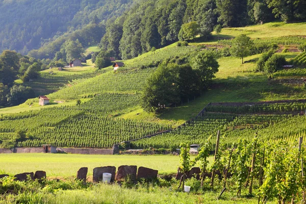 Suiza viñedo — Foto de Stock