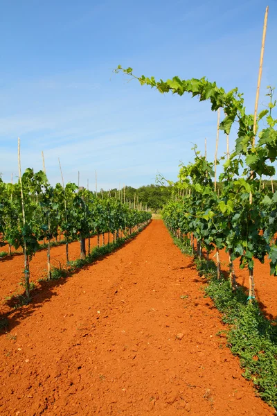 Vineyard Hırvatistan — Stok fotoğraf