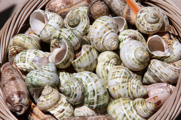 Souvenir shells — Stock Photo, Image