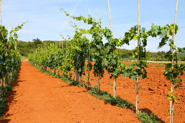 Vineyard — Stock Photo, Image