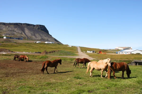 Cavalos islandeses — Fotografia de Stock