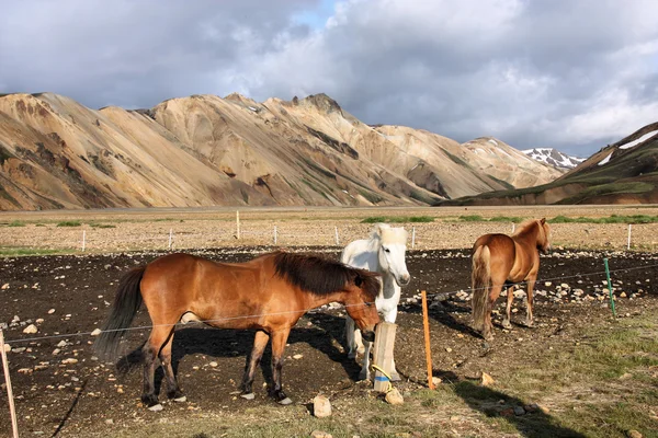 IJsland — Stockfoto