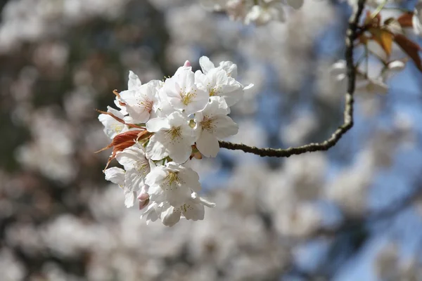 Japonya'daki Sakura — Stok fotoğraf