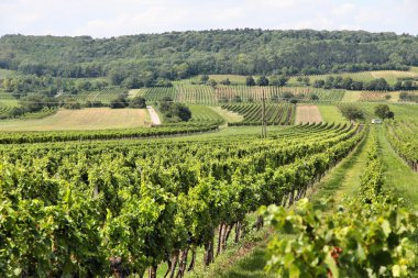 Burgenland bağ