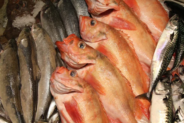 Marché aux poissons — Photo