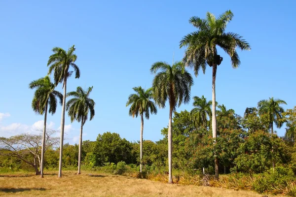 Küba'da doğa — Stok fotoğraf
