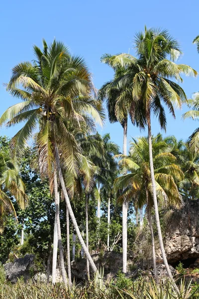 Cuba — Fotografia de Stock