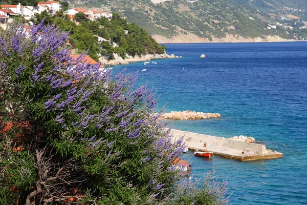 Lavanda — Foto Stock