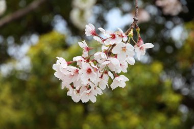 Kiraz çiçeği.