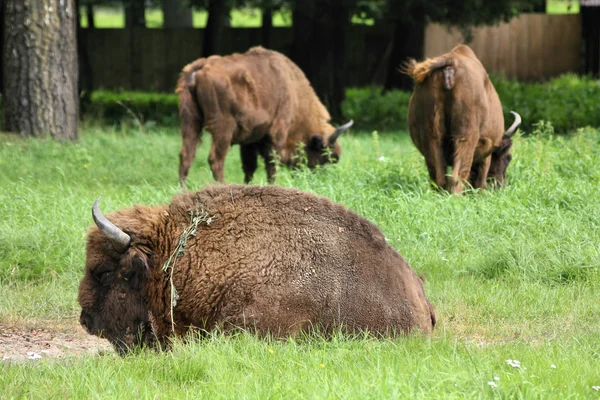 Bisons européens — Photo